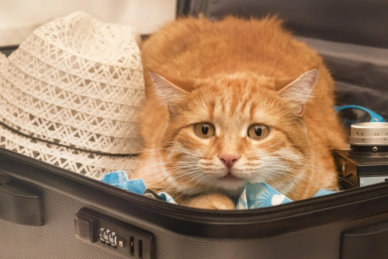 Anxious cat at the airport