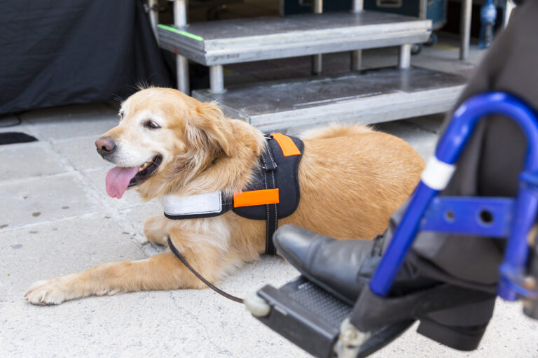 Guide Dogs and TSA Security
