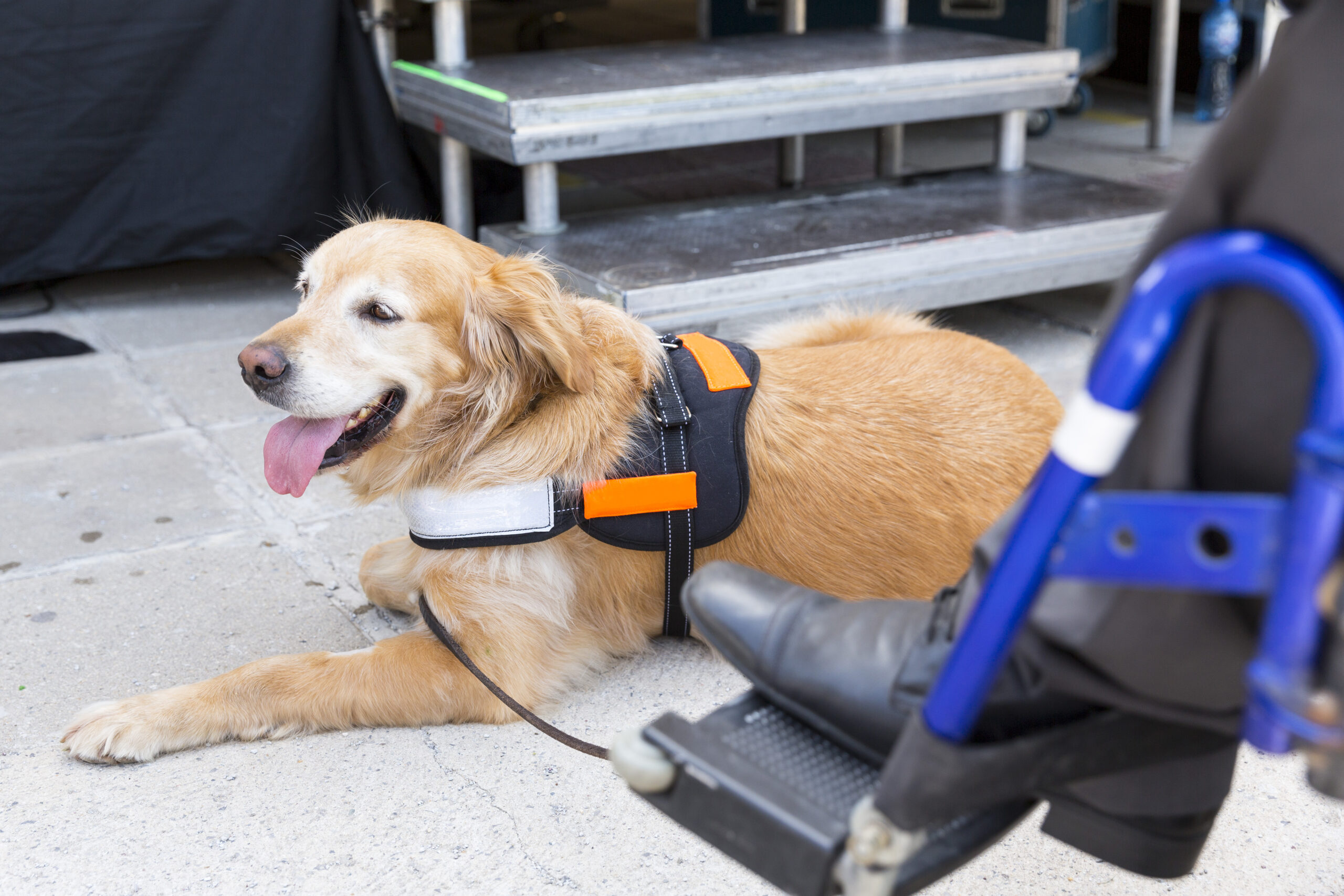 Guide Dogs and TSA Security