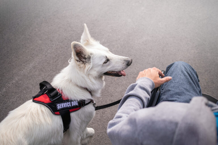 Seizure alert guide dog at the airport