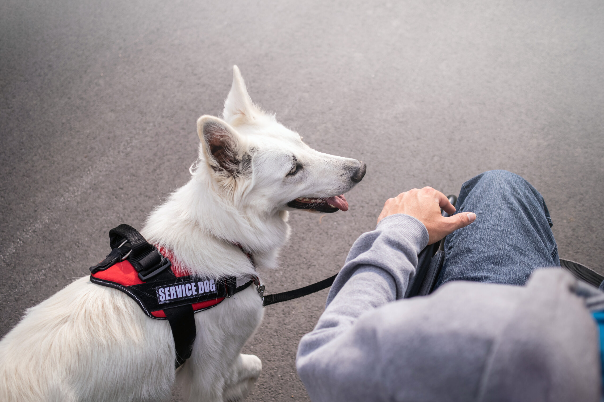 Seizure alert guide dog at the airport
