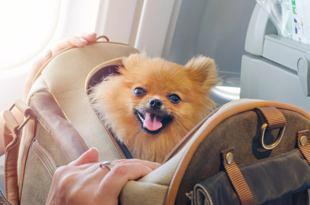 Efficient Pet Carriers for Travel