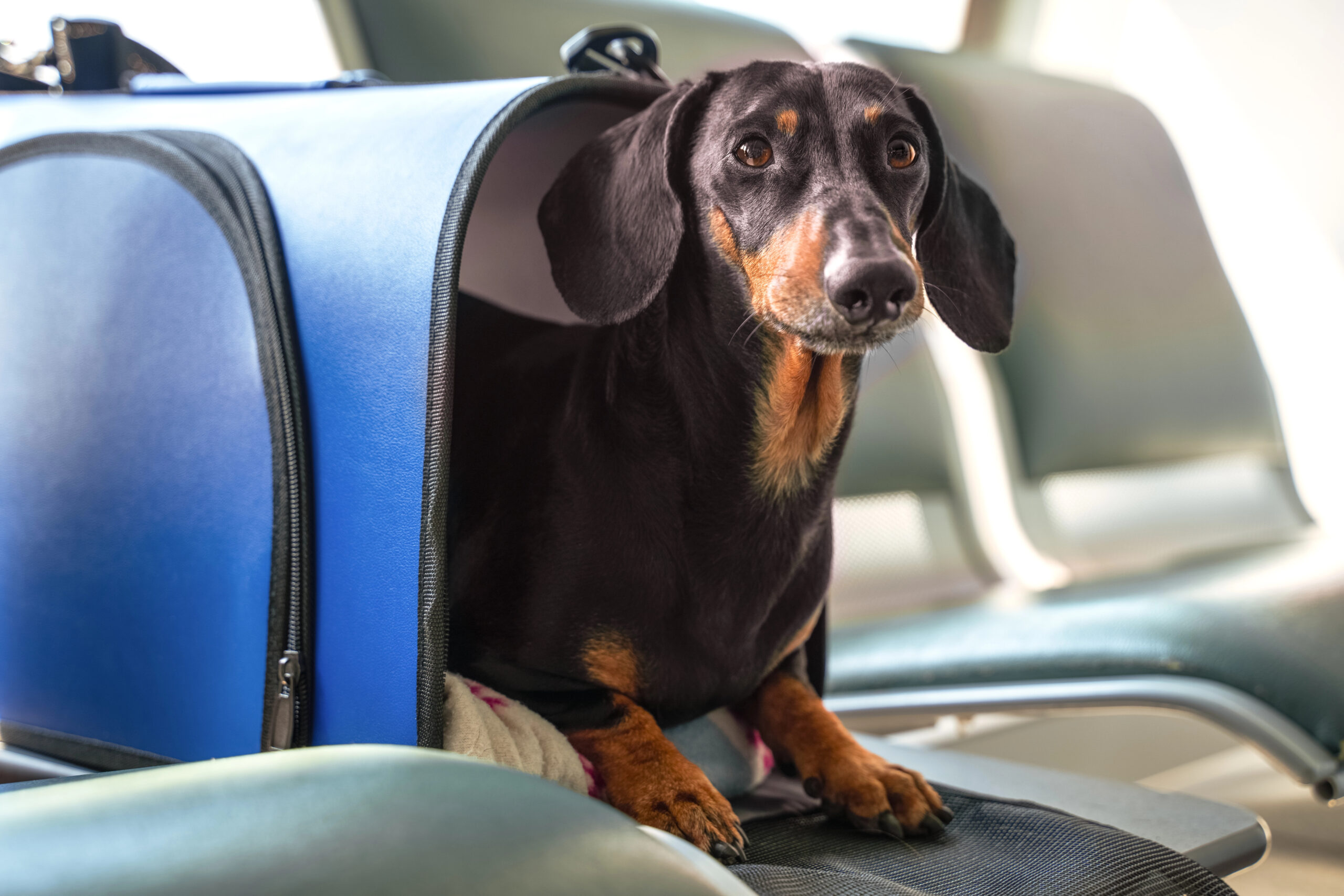 Keeping pets secure at the TSA checkpoint