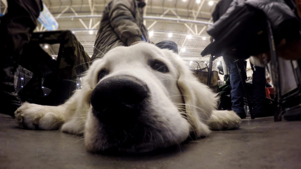 Pet tracker Health monitoring collars for pets