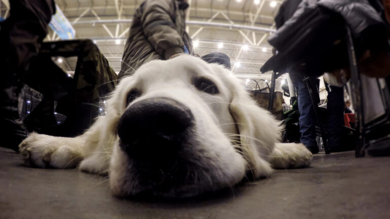 Health monitoring collars for pets