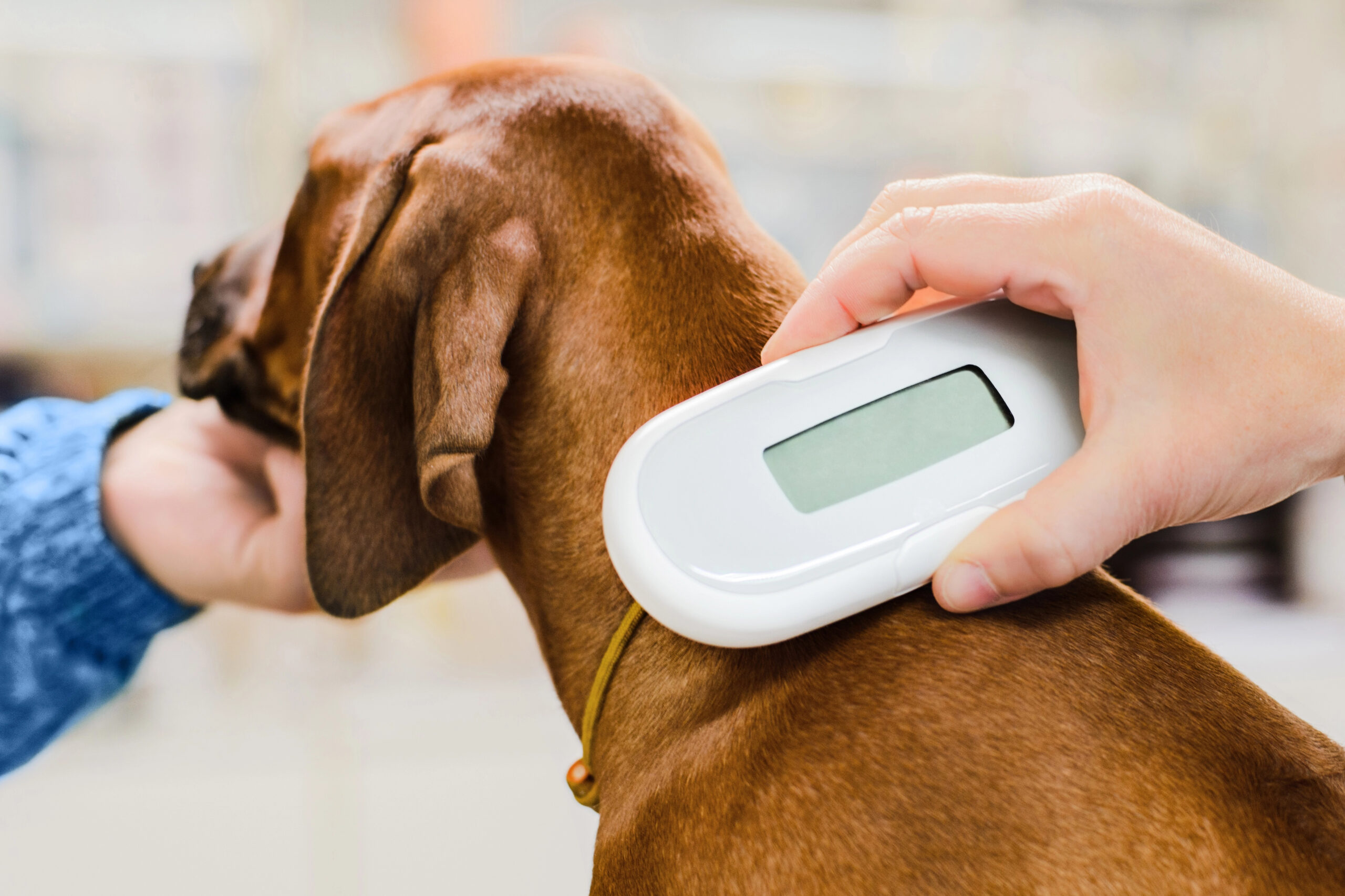 Pet Microchip Safety and Microchip scanners