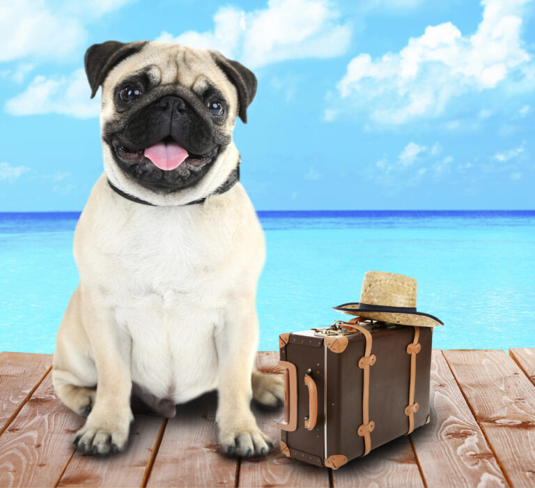 Pet travel documentation