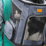 Cat Backpack