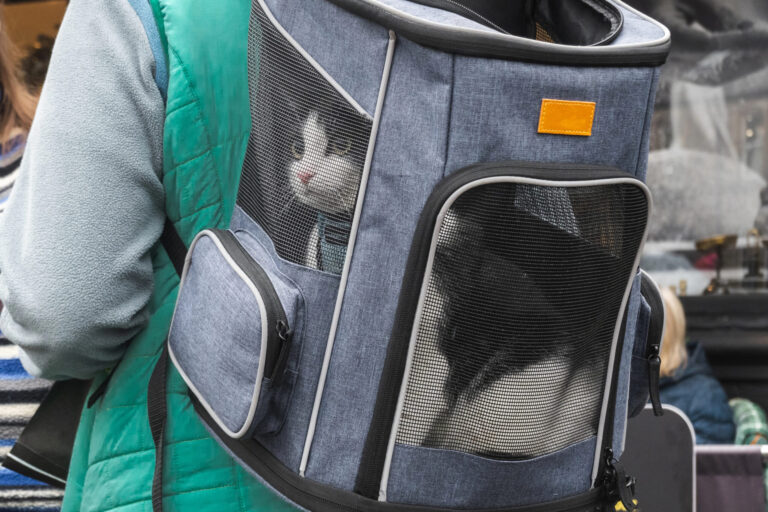 Cat Backpack