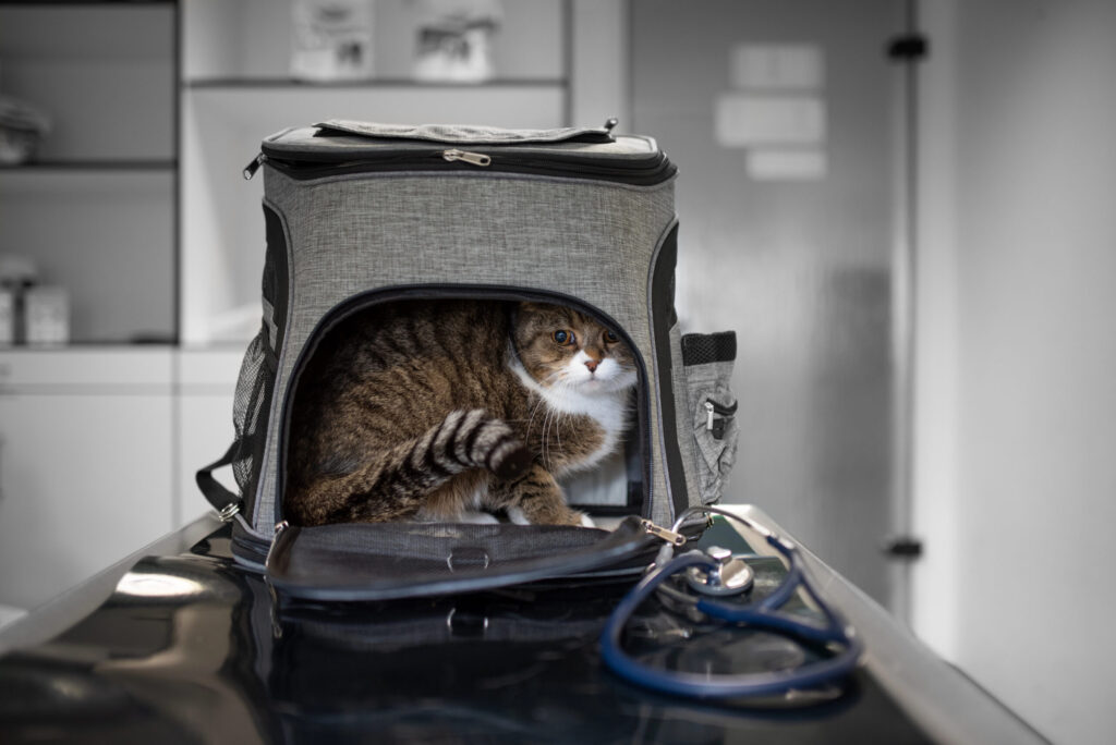 Fan-Equipped Pet Carrier
