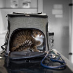 Fan-Equipped Pet Carrier
