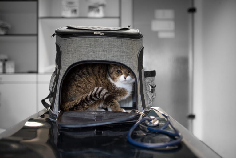Fan-Equipped Pet Carrier