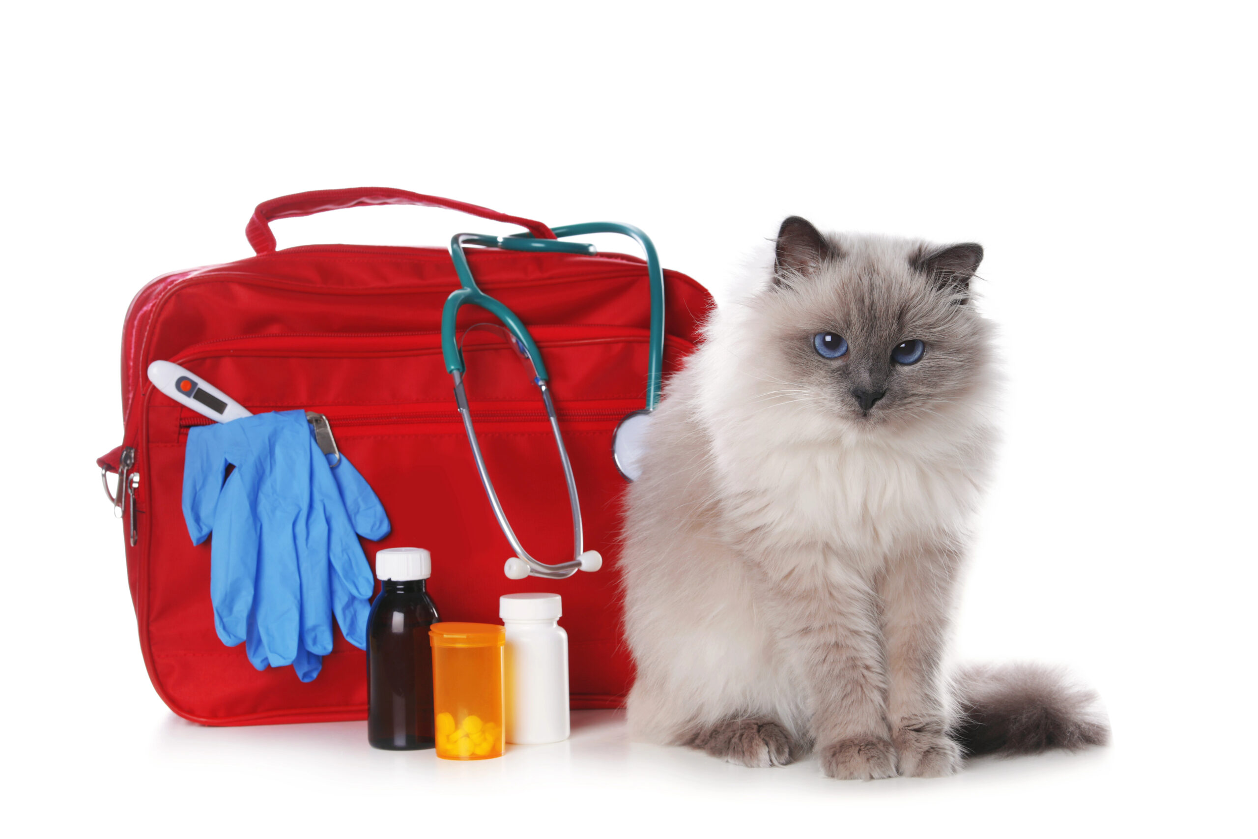 Pet Travel First Aid Kit