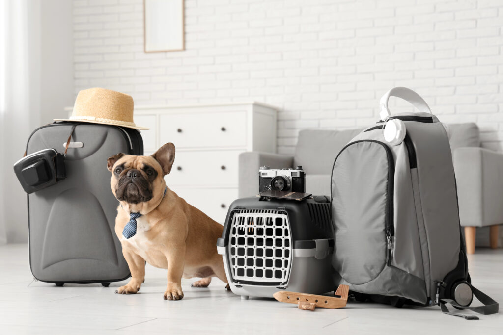 Pet Travel Gear Essentials