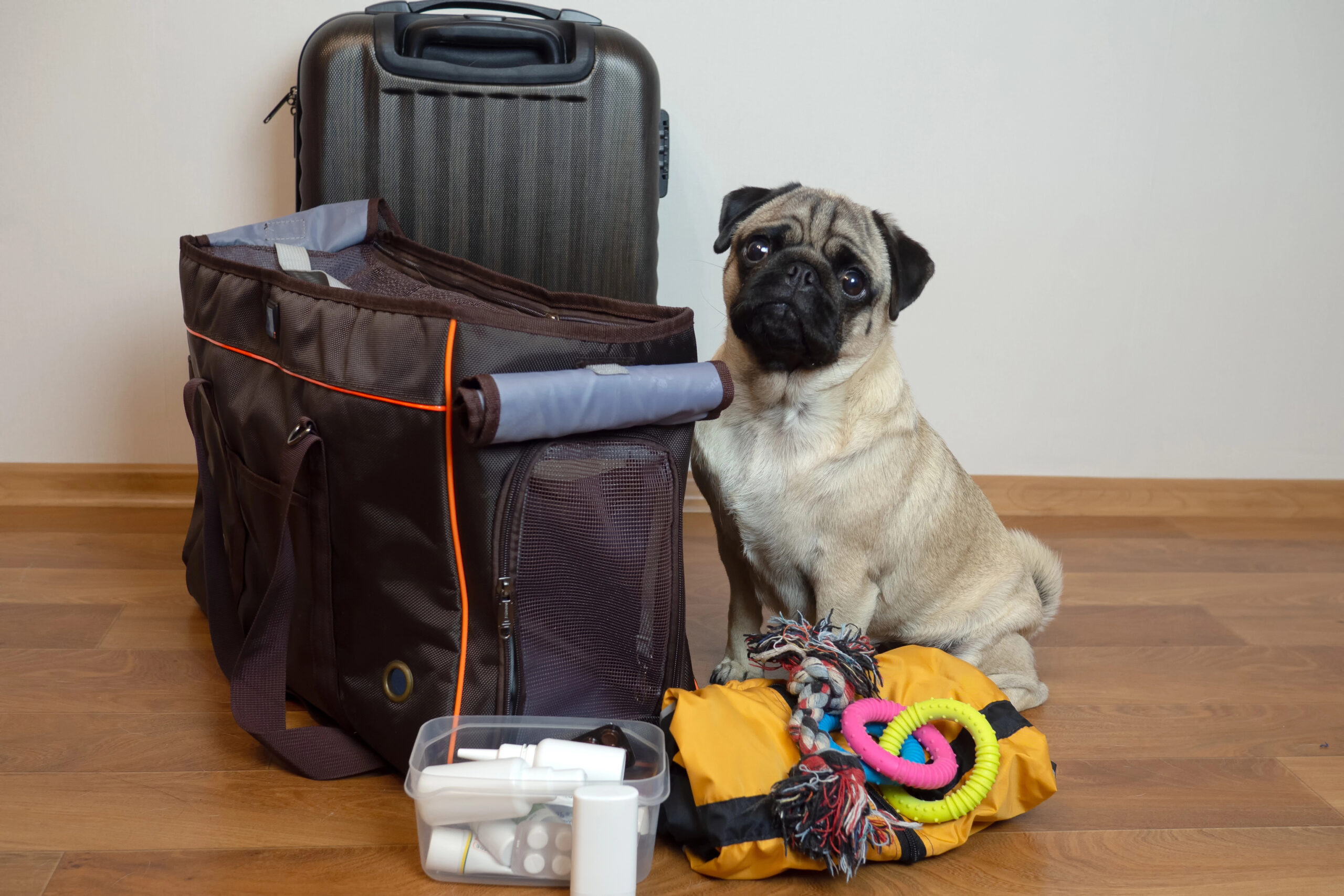 Pet Travel Kit