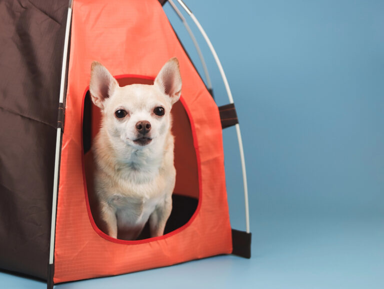 Portable Pet Containment