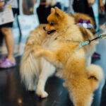 Layered identification, accredited veterinarian