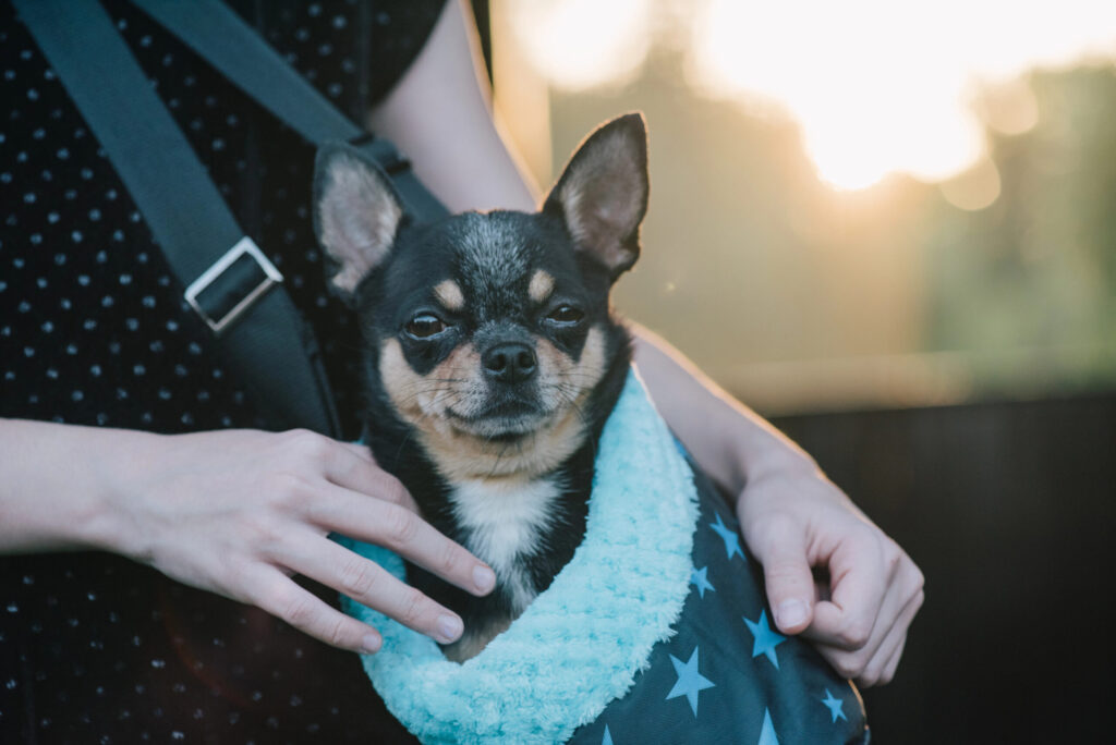 Pet Sling and Pooch Pouch, all-in-one