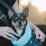 Pet Sling and Pooch Pouch, all-in-one